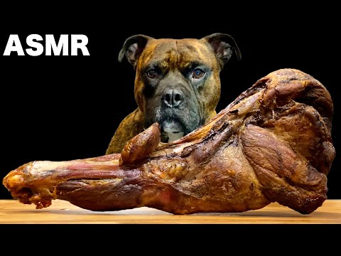 【大食い犬ASMR】猪の巨大骨付き肉を噛み砕く音が衝撃的すぎる5000人突破記念www