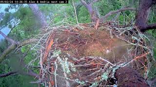 Preview of stream Kistachie national forest E-3 Nest cam2