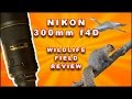 Nikon 300 f4 Wildlife Field Review w/ example photos