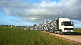 Solta em Vidigueira, 18/02/2012