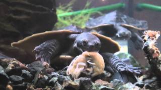 Murray River Turtles - Yabbie Killers by FuzzyBeastStudio 2,398 views 13 years ago 39 seconds