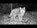 Piège photographique - Chat forestier sauvage Martre Chevreuil Blaireaux Ecureuil