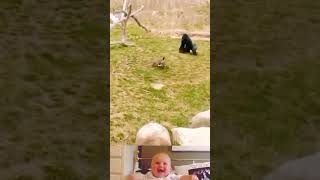 Heron Surprised Attack On Gorilla Animal Fighting Video