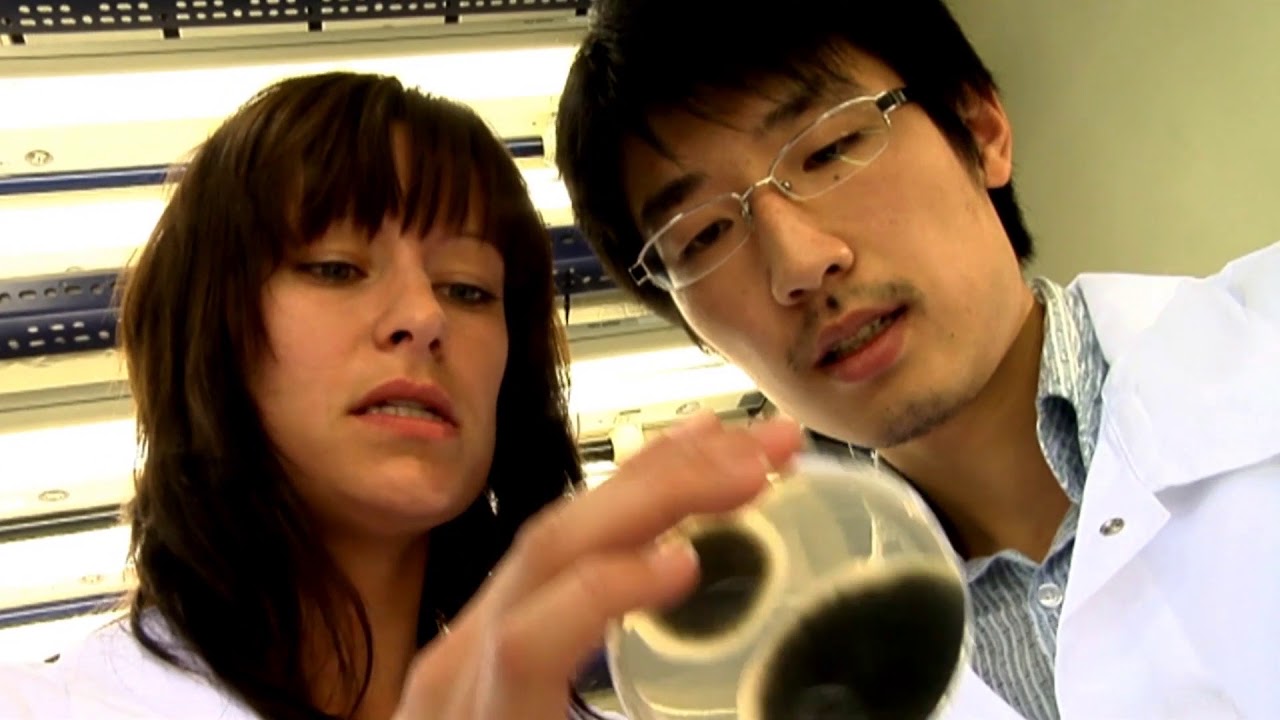 СЕРКАДИС® ПЛЮС –  двухкомпонентный фунгицид с абсолютно новым действующим веществом