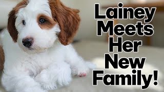 The Mini Goldendoodle We Kept For Our Breeding Program UPDATE