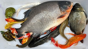 Kem Chanel lái công nông bắt cá trong chum có cá chép, cá chim, rùa  con màu sắc, cá koi, vịt con