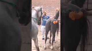 animals meeting horses#shorts Resimi