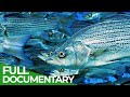 Wildlife Instincts: The Dangerous & Deadly Journey of the Florida Mullet | Free Documentary Nature