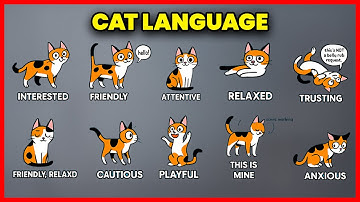 10 Strange Cat Behaviors Explained 🐾