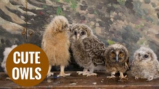 Baby owls looking awestruck as they experience the world for the first time.