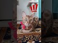 ベンガル猫が飼い主を呼ぶ時の声#short #cat #ねこ #猫のいる暮らし#ネコ#short #にゃんこ #猫 #猫のいる生活 #癒し#猫動画 #子ネコ #cutebaby # #kitten