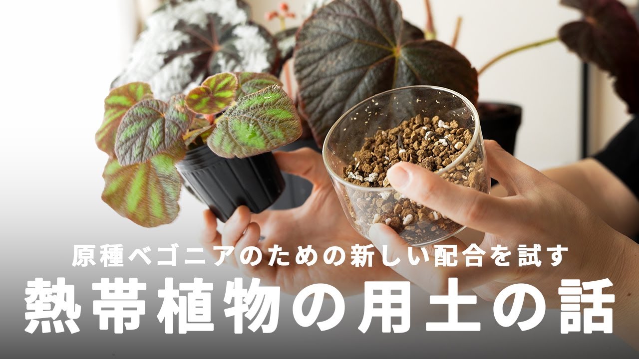 熱帯植物 (原種) の用土の話 | ベゴニアのための配合を試す |  Begonia | 熱帯植物 | アロイド