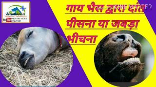 गाय भैंस का दांत पीसना या जबड़ा भीचना Cow buffalo teeth grinding or jaw clenching. पशु का दांत किटकिट