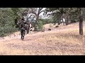 Wild boar boarhunting hunter puerco carnitas cazadores kuiu elkhunting wildboar hog hunt