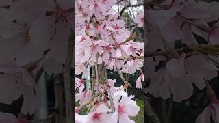 美しい桜?香川県桜さくら 美しい 美しい日本 すごいぞjapan すごい日本 すごい 素晴らしい いいね