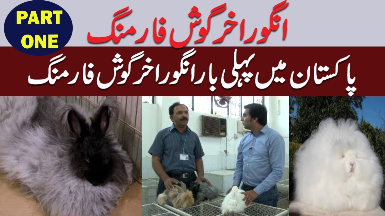 Angora Rabbit Farming in Pakistan | Angora Rabbit Farming Wool ...