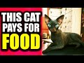 ALL CATS in Cyberpunk 2077