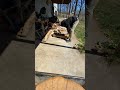 Pallet wood clean up #timelapse #pallets #palletwood #cleaning