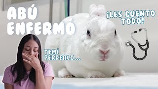 Mi conejo enfermó  | SU DIAGNÓSTICO, CONSEJOS Y MÁS!