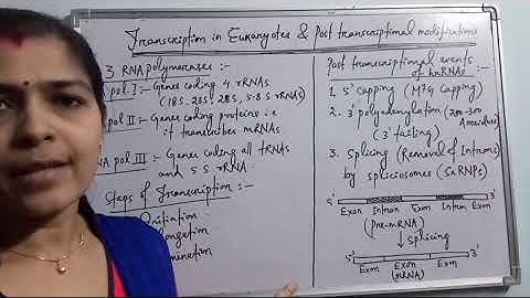 Transcription in Eukaryotes and post transcriptional modifications or processing of hnRNAs
