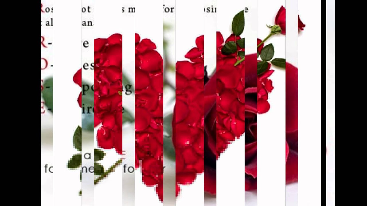 Happy Rose Day 2015 Wallpapers | Happy 2015 Rose Day