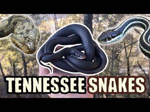 From the Swamps to the Bluffs (Tennessee SNAKES)