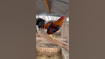Spangled Hatch Dom And Sweater Yellow Leg Hatch Kelso ~ MARQUEZ GAMEFARM #breeding #farming #chicken