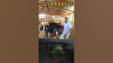 NG OMBE BORA WA MAZIWA DODOMA Farming Kenyadigitalnews Tanzanianyoutuber 