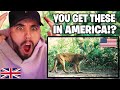 Brit reacts to animals only found in america