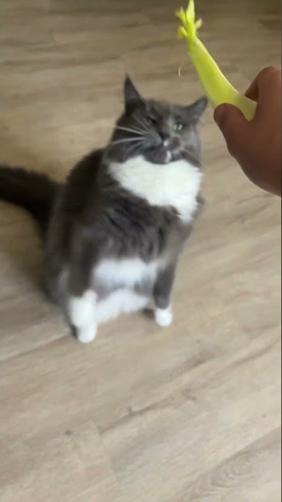 Mad cat versus celery #shorts #codsquad #cat #celery ￼