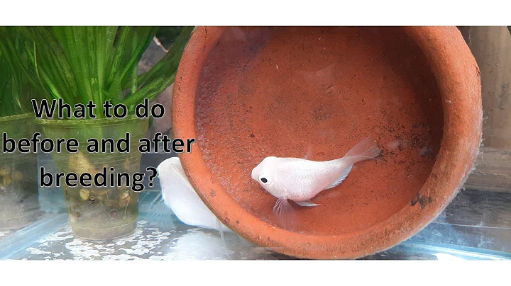 PARROT FISH (SNOW WHITE PARROT) 100% BREEDING SUCCESSFUL// Fish Breeding Tutorial 3 - DayDayNews