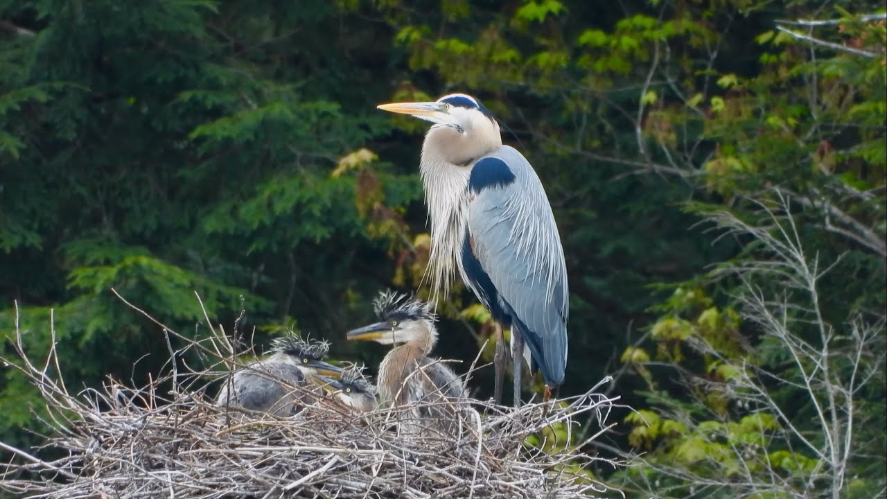 4K Great Blue Herons and Babies 5/23/25 Adirondacks, NY
