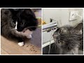 Как поживают коты у брата | Кототерапия