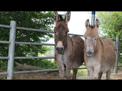 Training the nervous or abused donkey | The Donkey Sanctuary Webinars