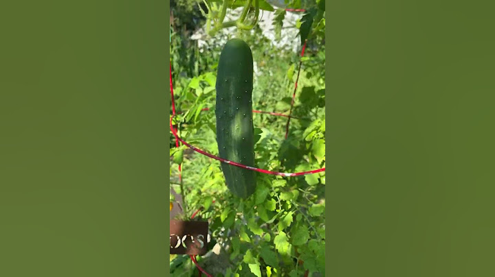 🍆🍅🥒#gardening #Zone5 gardening #cucumber #growing cucumbers