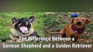 The Difference Between a German Shepherd and a Golden Retriever by OldManStino 8,240 views 5 years ago 23 seconds