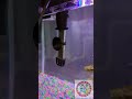 Tetra heater Stable Temp = Healthy FishTetra HT Submersible Aquarium Heater With Electronic Thermost