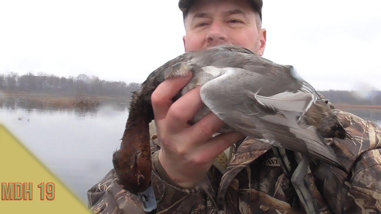Redhead Saves the Day: Michigan Duck Hunting
