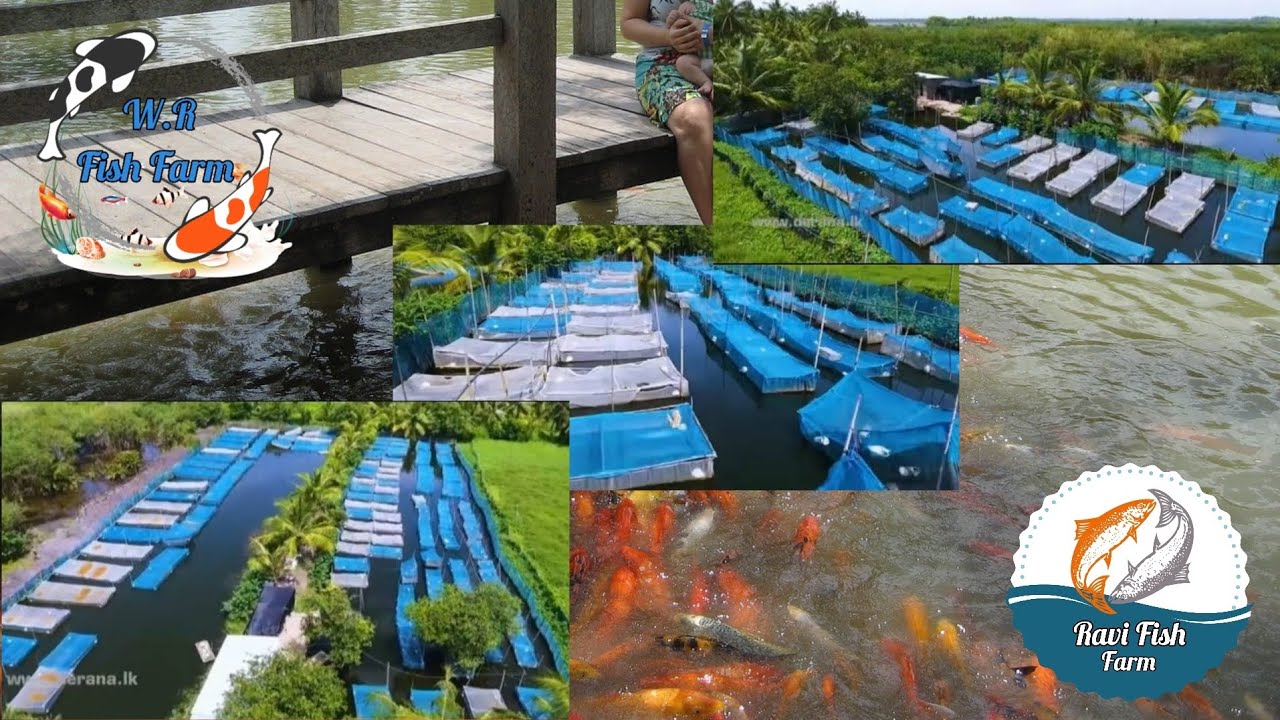 Ravi Fish Farm & WR Fish Farm travel with chatura Program #srilanka # ...
