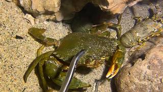 Live Stream🟢–Final Day of 7-Day Night Dive - Total Harvest Reveal！！#diving #fishing #seafood #shorts