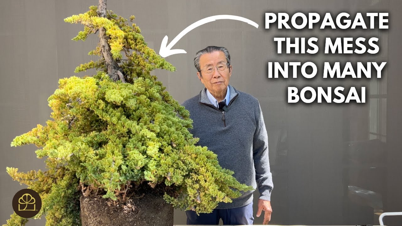 Transforming One Nursery Tree Into Two Bonsai Trees | Air Layering Tutorial (Step-by-Step)