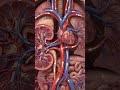 Blood Flow Direction | Arteries  Capillaries and Veins