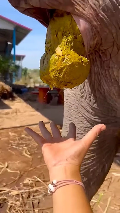 Chắc bạn cha biết điều này#survival#bush #satisfying #funny 🤣🤣🤣🤣😝😝😝