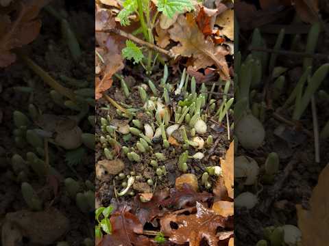 #eyelashextensions #beautyhacks #bougieonabudget