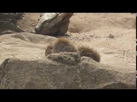 Twycross Zoo - more Meerkats