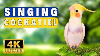 This will make your cockatiel sing 🌿| Best cockatiel singing