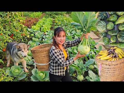 A Busy Day on the Farm: Harvesting Cabbages, Catching Fish, and Selling at the Market!