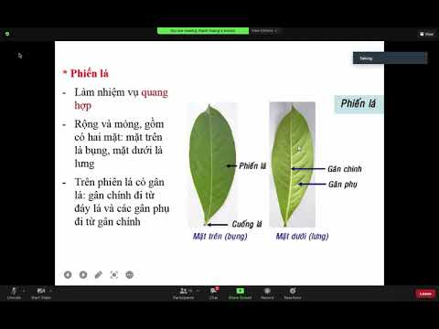Video: Nhận dạng Lá Thực vật: Thông tin về Các loại và Cách sắp xếp của Lá