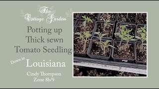 Potting up Tomato Seedlings