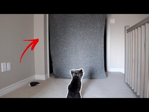 disappearing-dog-prank!